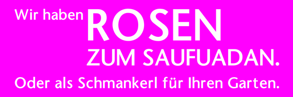 Wir haben ROSEN zum Saufuadan. Oder als Schmankerl für Ihren Garten. Baumschule Fellner